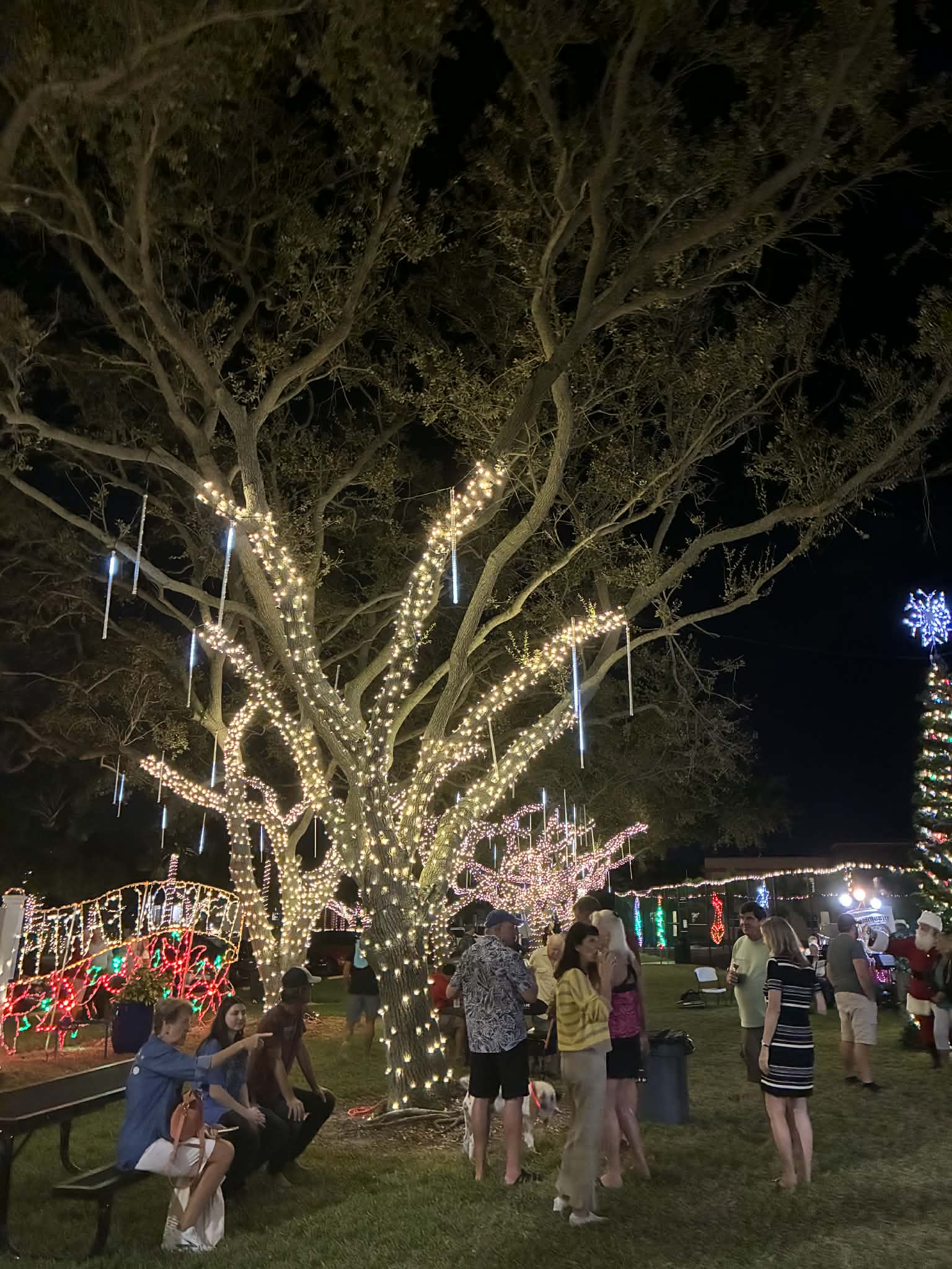 Bay View Park Tree Lighting